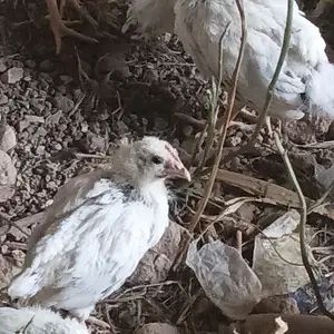 Чуҷаҳои рябушка, Гиссар
