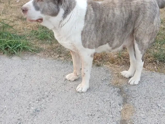 Саги алабай, Душанбе