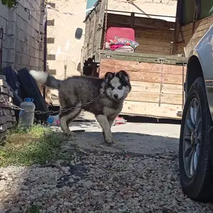 Собака Хаски, Душанбе
