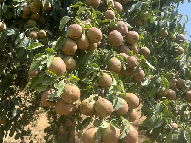 Ноки каркак, Душанбе
