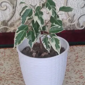 Цветок Фигус, Худжанд