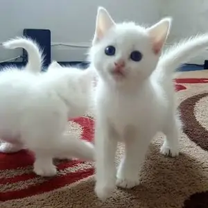 Шотландские котята, Худжанд