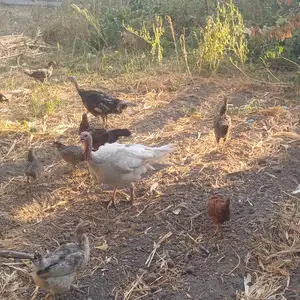 Мург индук, Душанбе