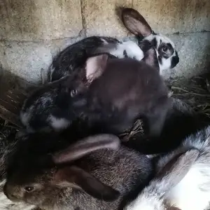 Кролики, Душанбе