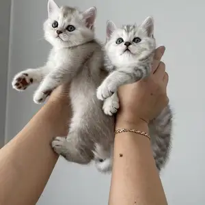 Шотландский прямоухий котёнок, Душанбе