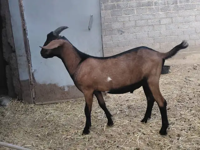 Такачаи зоти альпийский, Душанбе