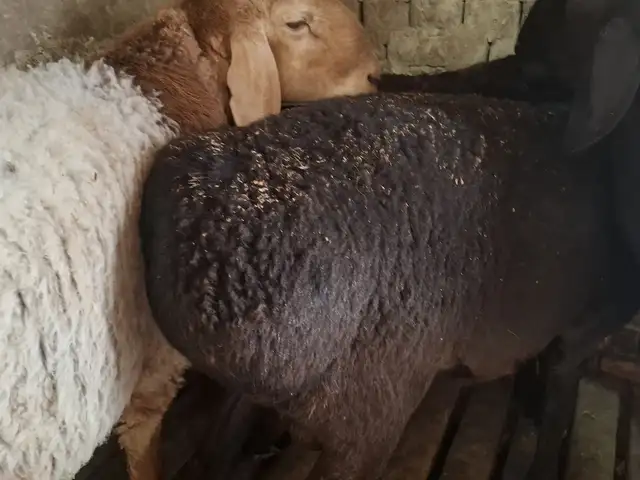 Гусфанд, Худжанд