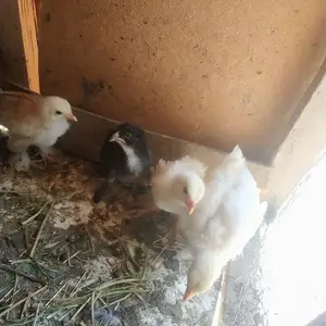Чучахо, Душанбе