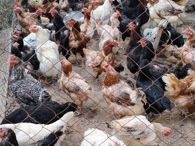 Мурхго, Панҷакент
