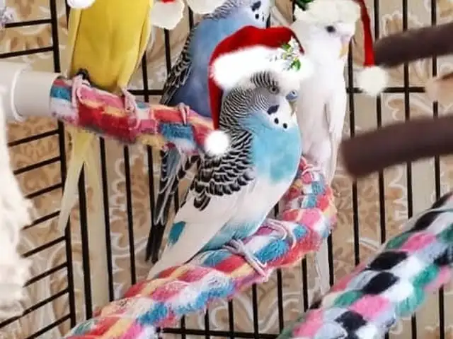 Попугай, Душанбе