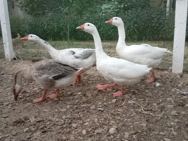 Ғоз Парода Линда, Худжанд