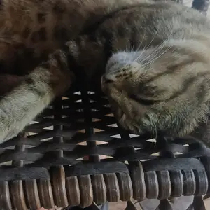 Гурба зоти эрони, Канибадам