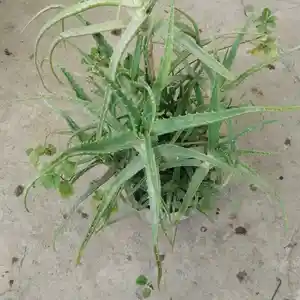 Столетник, Душанбе