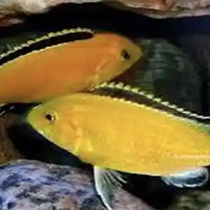 Рыбка Labidochromis caeruleus var, Худжанд
