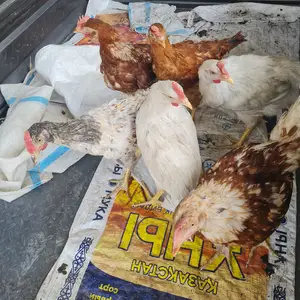 Хурӯз чуҷа, Истаравшан