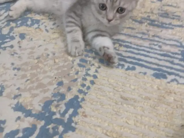 Шотландский котёнок, Хуҷанд