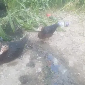 Утка, Худжанд