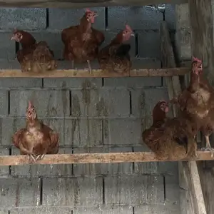 Мурғи ломан браун, Худжанд