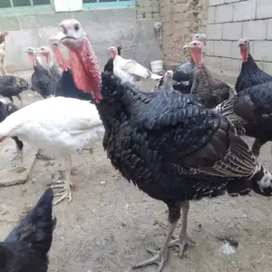 Мург, индюк, дакан, Исфара