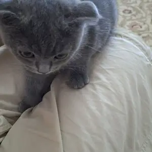 Шотландские вислоухие котята, Худжанд