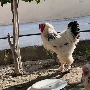 Мургхои брама, Худжанд