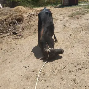 Бука, Душанбе