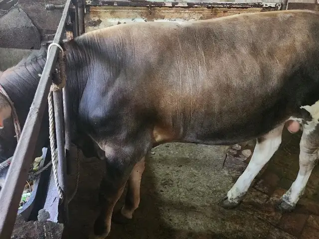 Бука, Худжанд - 3