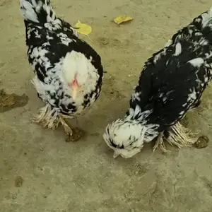 Мургу хурус, Исфара