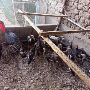 Индюк, Бобоҷон Ғафуров