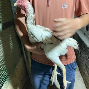 Дакан, Турсунзаде