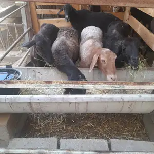 Солук 5 сар нигохбори, Хуҷанд
