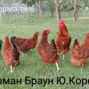 Тухми Ломан Браун, Душанбе