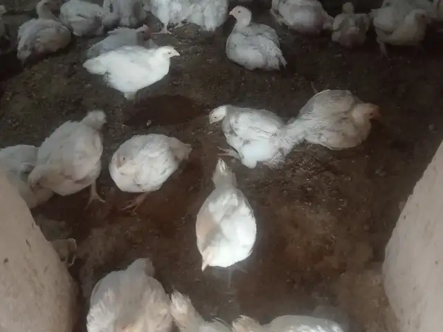 Чучаи бройлер, Файзабад