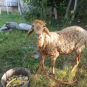 Гусфанд, Душанбе