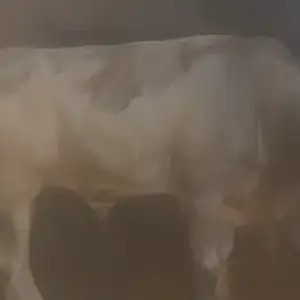 Букача гибрид, Худжанд