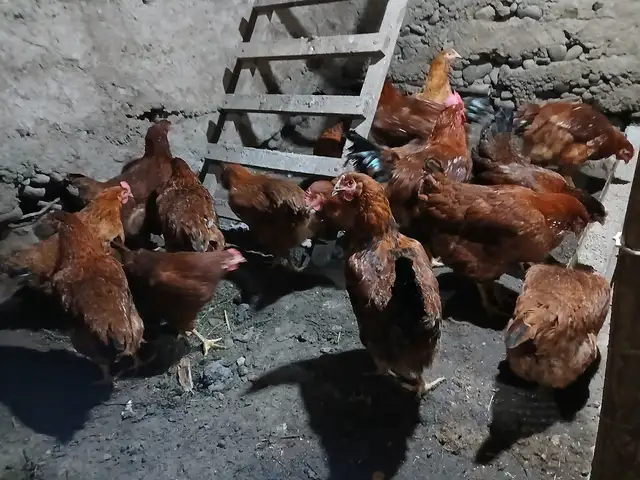 Яйцо для инкубаторов, Душанбе