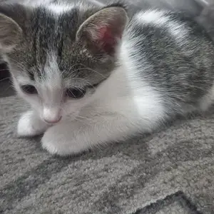 Кошки, Канибадам