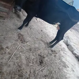 Гов, Канибадам