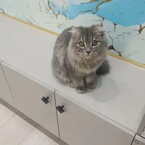 Шотландский вислоухий длиношерстный кот, Душанбе