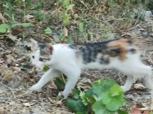Кошка, Худжанд