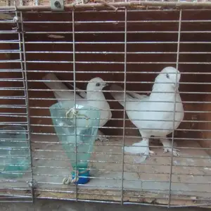 Кафтар, Душанбе