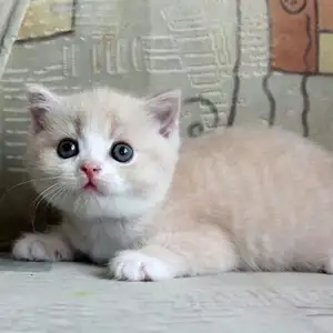 Шотландский прямоухий котик, Душанбе