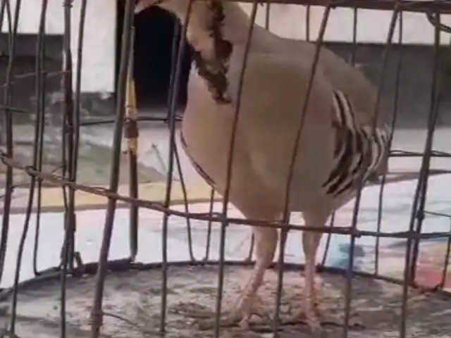 Кабк, Душанбе