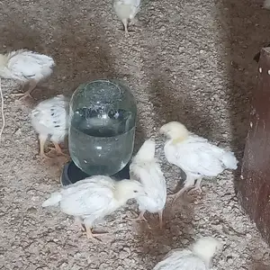 Чуҷаҳои рябушка, Гиссар