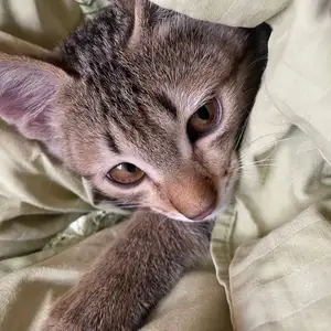 Кошка порода тойгер, Душанбе