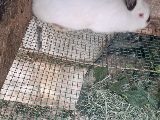Харгӯш, Бобоҷон Ғафуров