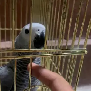 Попугай жако, Душанбе
