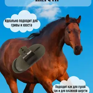 Щетка для лошадей, Душанбе