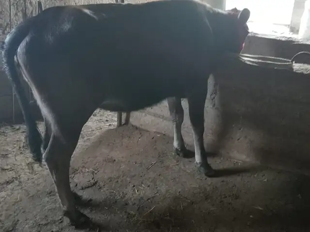 Гов, Канибадам
