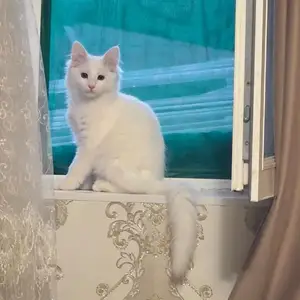 Турецкая ангора, Душанбе